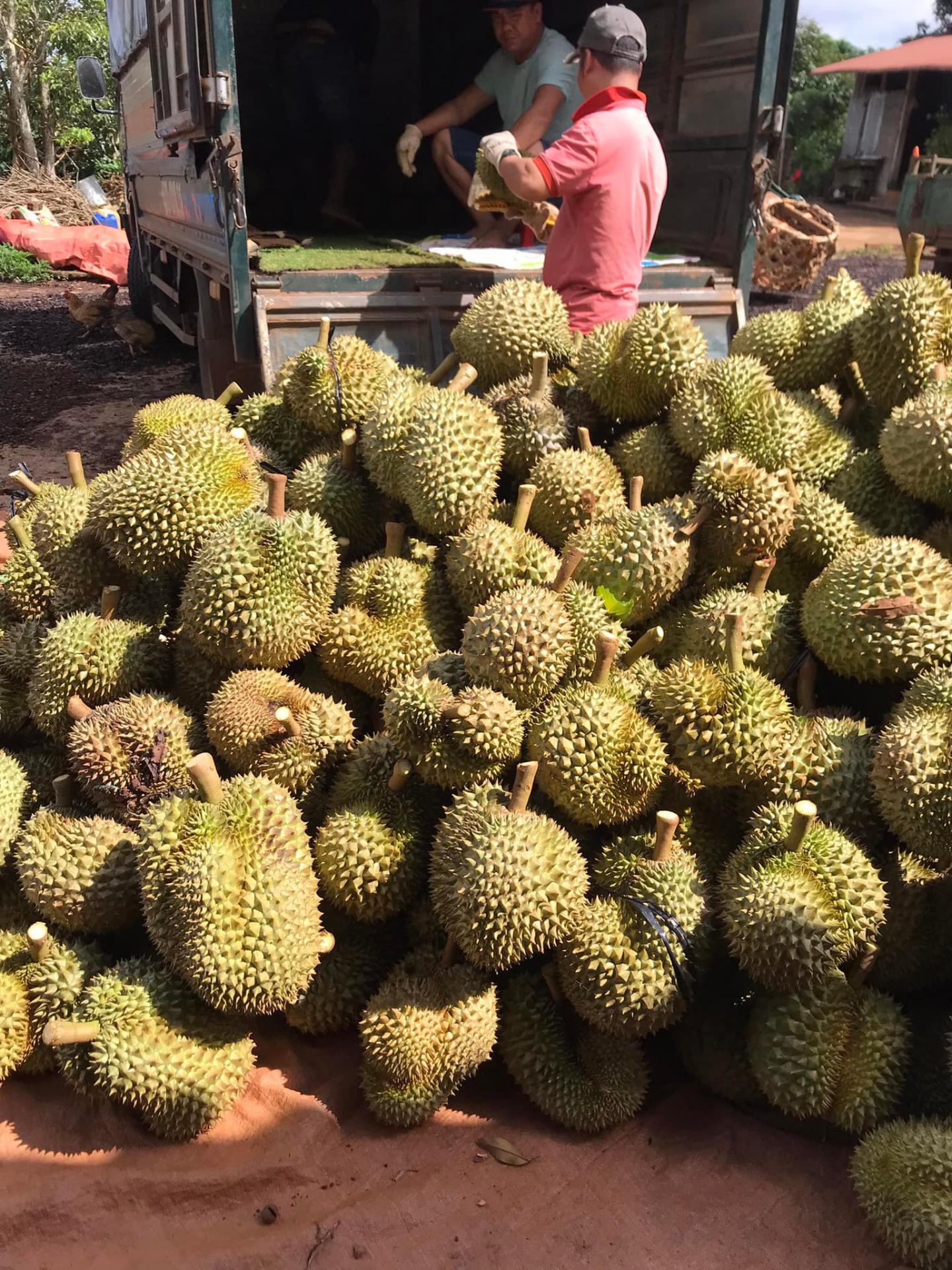 Sầu riêng lập kỷ lục kim ngạch xuất khẩu (Ảnh: T.A) Sầu riêng lập kỷ lục kim ngạch xuất khẩu (Ảnh: T.A)