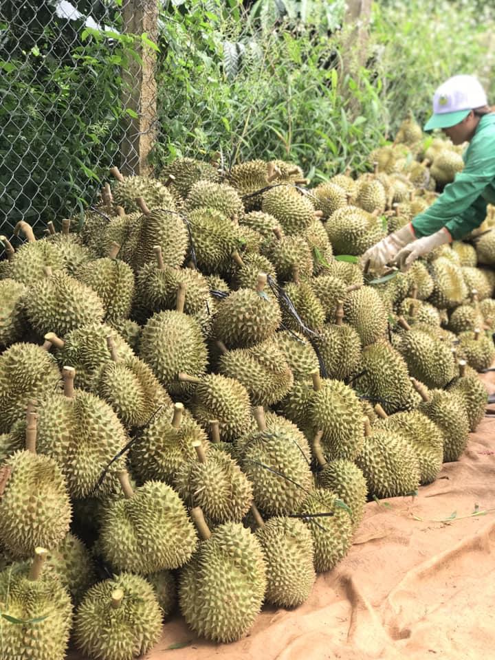 Loại quả lần đầu mang về cho Việt Nam tới 1,3 tỷ USD, được người dân Trung Quốc săn lùng mua hết - Ảnh 2. Loại quả lần đầu mang về cho Việt Nam tới 1,3 tỷ USD, được người dân Trung Quốc săn lùng mua hết - Ảnh 2.