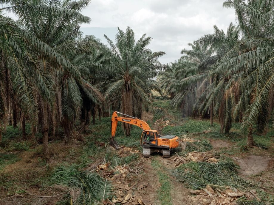 Chiếm lĩnh gần hết thị trường toàn cầu, hai quốc gia Đông Nam Á đang làm cả thế giới lo lắng vì những cây cọ già - Ảnh 6.