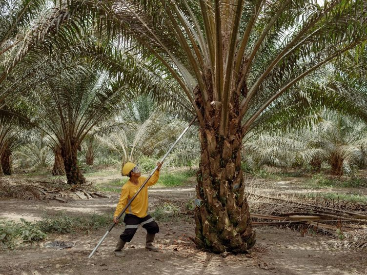 Chiếm lĩnh gần hết thị trường toàn cầu, hai quốc gia Đông Nam Á đang làm cả thế giới lo lắng vì những cây cọ già - Ảnh 3.
