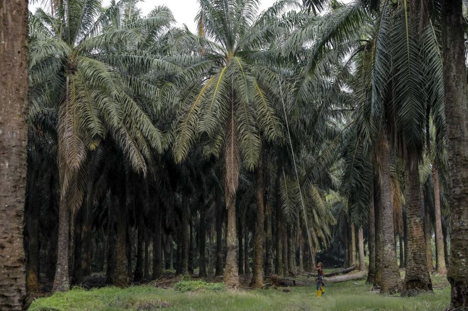 Chiếm lĩnh gần hết thị trường toàn cầu, hai quốc gia Đông Nam Á đang làm cả thế giới lo lắng vì những cây cọ già - Ảnh 5.