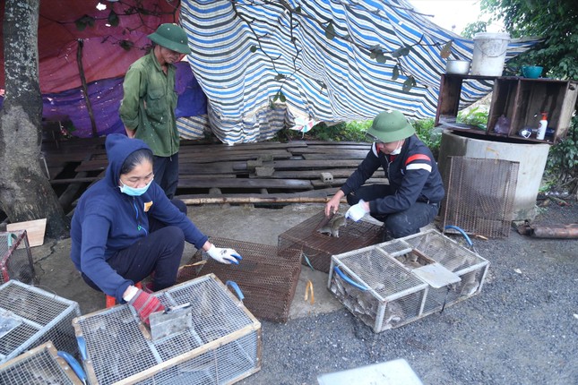 Nhộn nhịp nghề săn 'cu tý' - Ảnh 1.