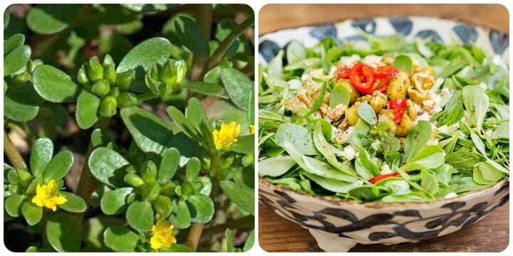 Cây rau sam có tác dụng gì?