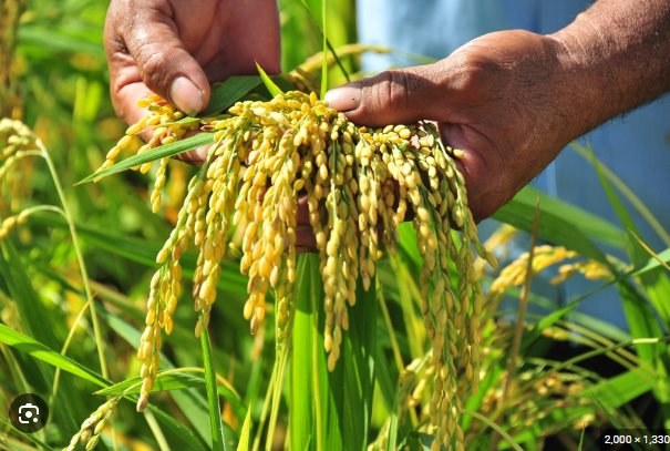 Bất chấp giá gạo tăng mạnh, Lộc Trời (LTG) báo lỗ kỷ lục hơn 300 tỷ trong quý 3/2023 - Ảnh 1.