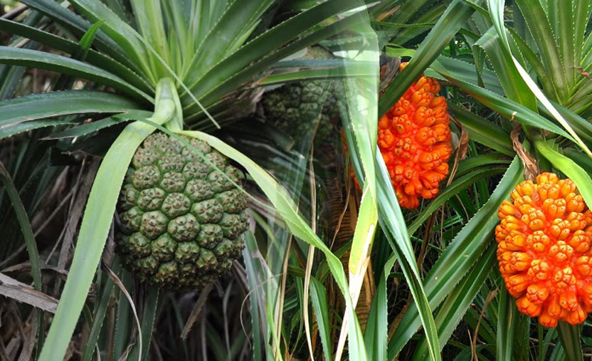 1 loại cây dại mọc đầy ở Việt Nam là “thuốc chống ung thư tự nhiên”, hạ đường huyết hiệu quả - Ảnh 1. 1 loại cây dại mọc đầy ở Việt Nam là “thuốc chống ung thư tự nhiên”, hạ đường huyết hiệu quả - Ảnh 1.