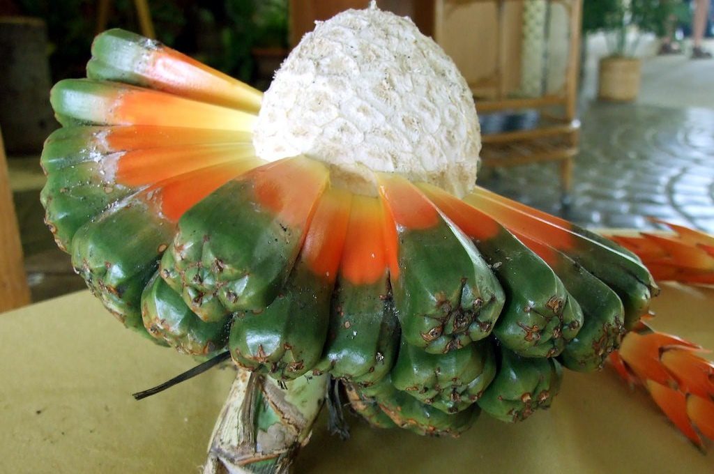 1 loại cây dại mọc đầy ở Việt Nam là “thuốc chống ung thư tự nhiên”, hạ đường huyết hiệu quả - Ảnh 3. 1 loại cây dại mọc đầy ở Việt Nam là “thuốc chống ung thư tự nhiên”, hạ đường huyết hiệu quả - Ảnh 3.