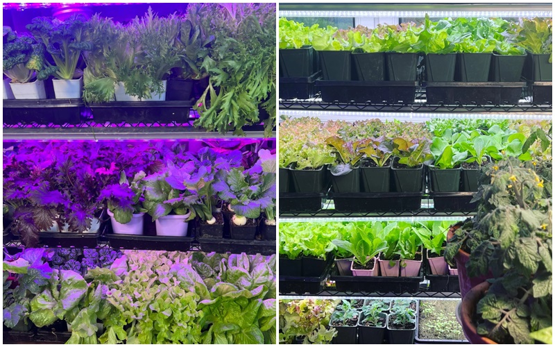 Vườn rau 100m2 đẹp như tranh khiến chủ nhân không nỡ thu hoạch - Ảnh 11. Vườn rau 100m2 đẹp như tranh khiến chủ nhân không nỡ thu hoạch - Ảnh 11.