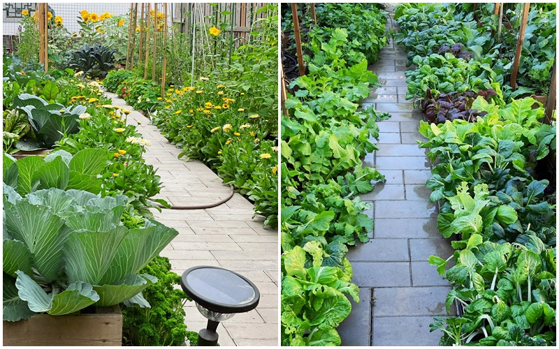 Vườn rau 100m2 đẹp như tranh khiến chủ nhân không nỡ thu hoạch - Ảnh 2. Vườn rau 100m2 đẹp như tranh khiến chủ nhân không nỡ thu hoạch - Ảnh 2.