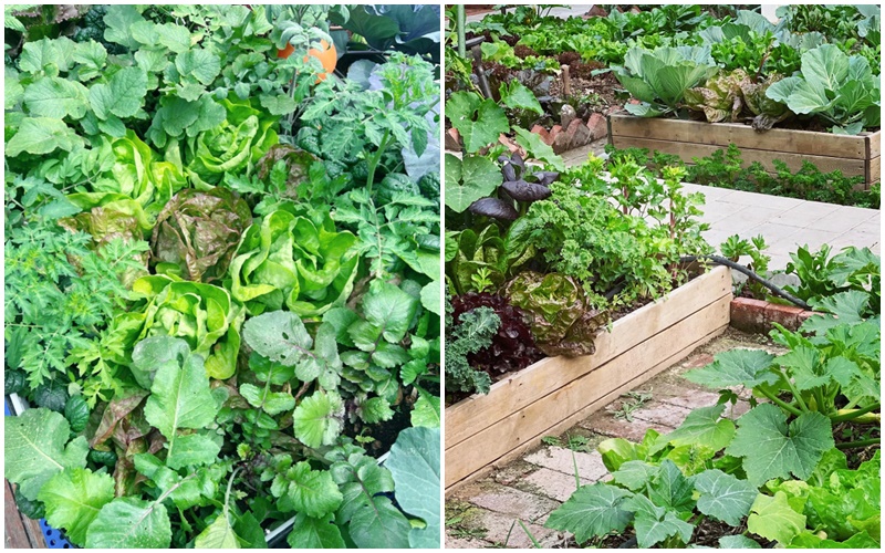 Vườn rau 100m2 đẹp như tranh khiến chủ nhân không nỡ thu hoạch - Ảnh 6. Vườn rau 100m2 đẹp như tranh khiến chủ nhân không nỡ thu hoạch - Ảnh 6.