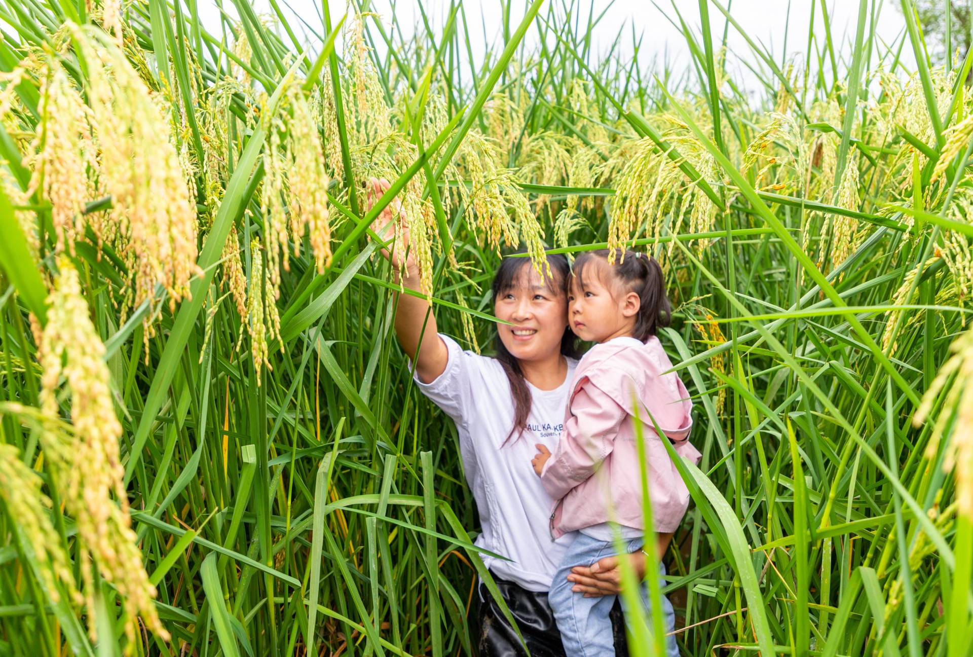 Giống lúa &quot;lớn vượt đầu người&quot; của Trung Quốc khiến thế giới khuấy đảo: Cao 2 mét, sản lượng &quot;cực khủng&quot; trên đất cằn nhưng vẫn lộ những điểm yếu khó lường - Ảnh 4.