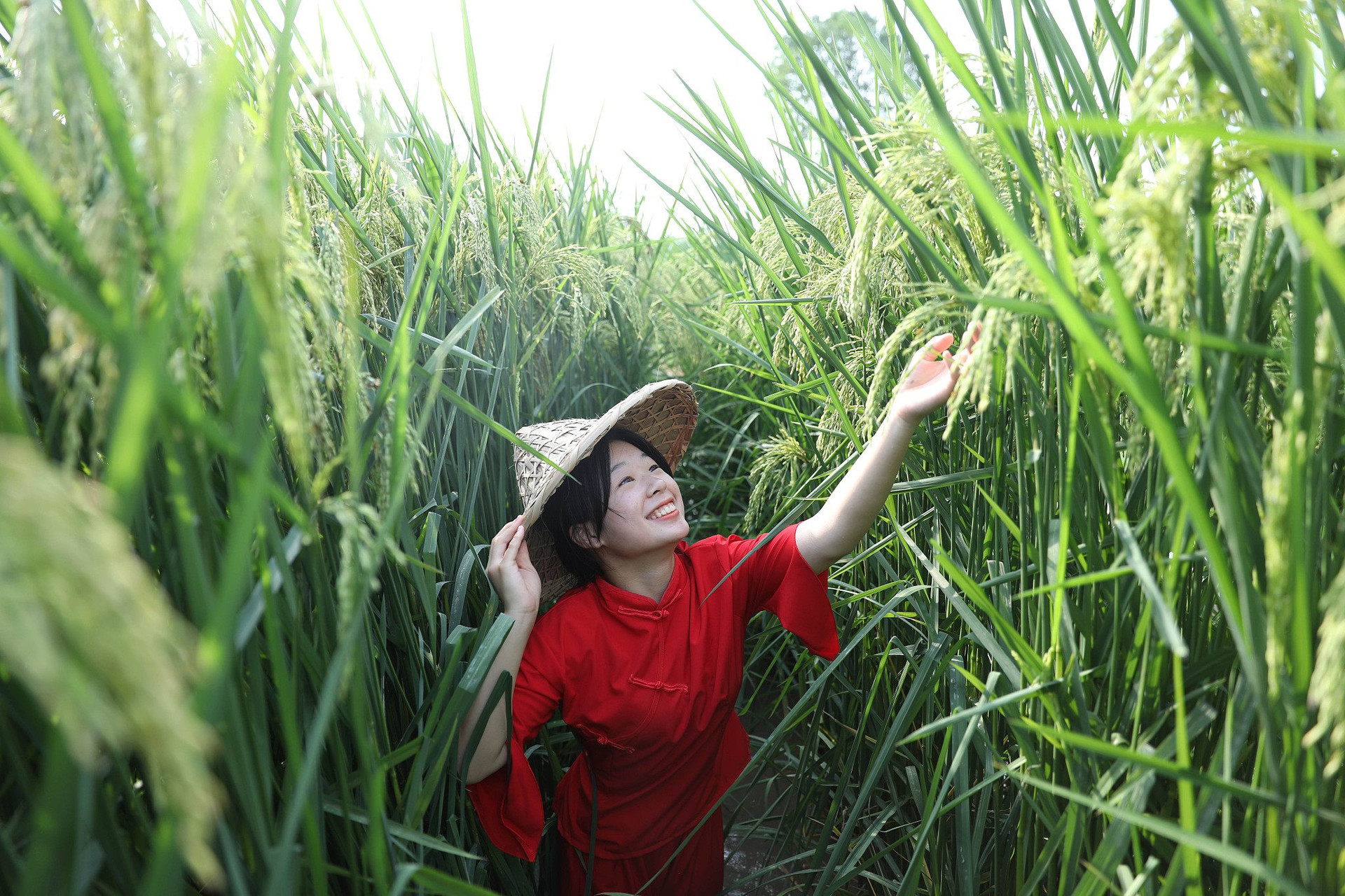 Giống lúa &quot;lớn vượt đầu người&quot; của Trung Quốc khiến thế giới khuấy đảo: Cao 2 mét, sản lượng &quot;cực khủng&quot; trên đất cằn nhưng vẫn lộ những điểm yếu khó lường - Ảnh 1.