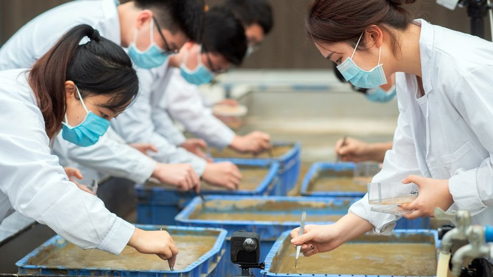 Không tiếc tiền của đưa hạt giống bình thường vào không gian: Trung Quốc muốn làm gì? - Ảnh 4. Không tiếc tiền của đưa hạt giống bình thường vào không gian: Trung Quốc muốn làm gì? - Ảnh 4.
