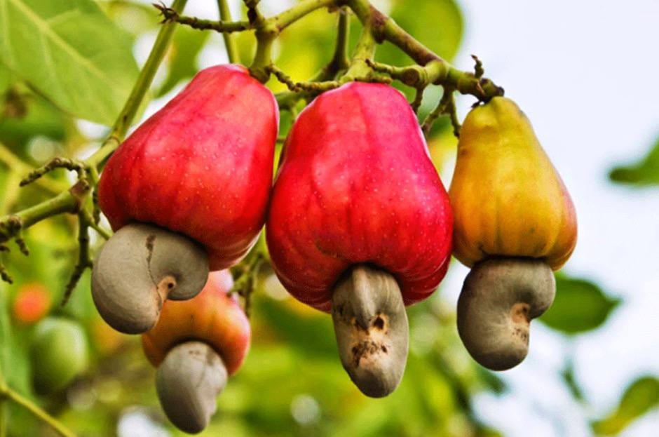 1 loại hạt là “thần dược cho tim mạch”, có thể ngăn ngừa ung thư: Việt Nam trồng rất nhiều - Ảnh 4.