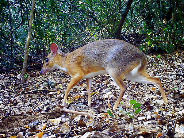 Độc lạ loài thú quý hiếm giữ kỷ lục thế giới ở Việt Nam: Vẻ ngoài giống hươu, kích cỡ chỉ bằng con thỏ - Ảnh 2. Độc lạ loài thú quý hiếm giữ kỷ lục thế giới ở Việt Nam: Vẻ ngoài giống hươu, kích cỡ chỉ bằng con thỏ - Ảnh 2.