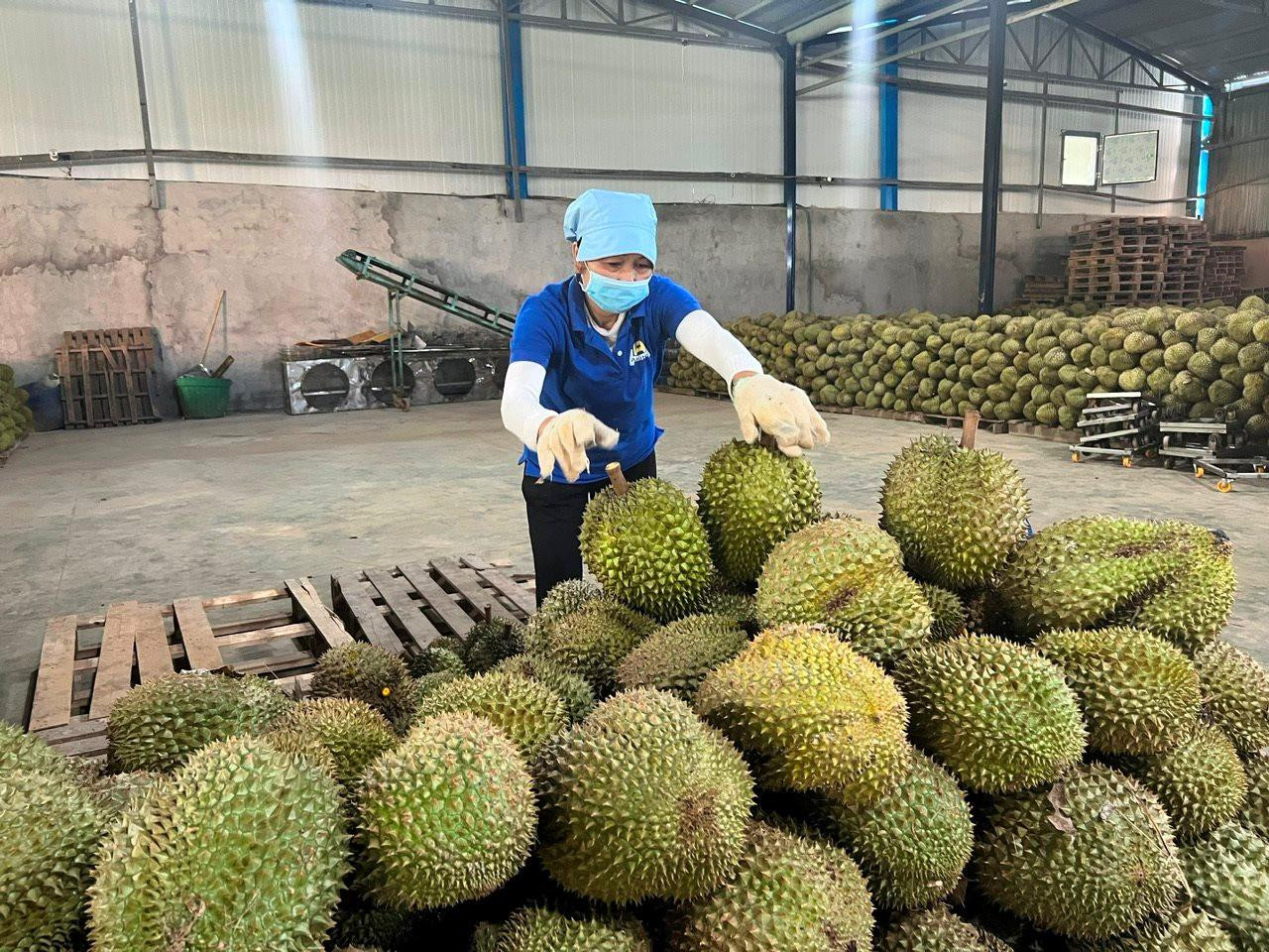 Một loại trái cây vua của Việt Nam xuất khẩu tăng 14 lần, đưa xuất khẩu nông sản vững vàng đi qua giông bão - Ảnh 2.