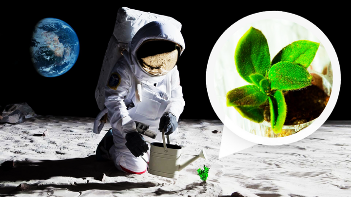Các nhà khoa học trồng thành công cây trên Mặt Trăng nhờ vi khuẩn Trái Đất - Ảnh 1.