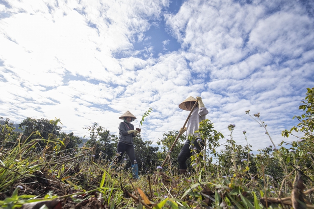 “Ngân hàng cây xanh” TreeBank và câu chuyện lạ: Không cần đất cũng có thể trồng rừng - Ảnh 4.