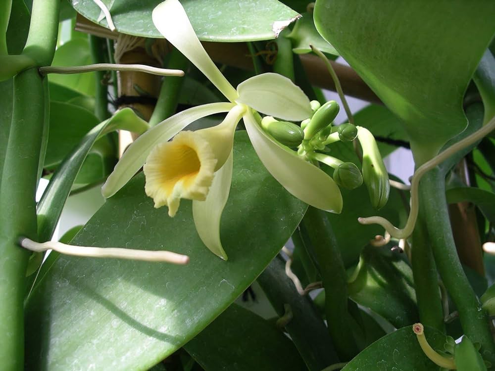 Độc lạ loại gia vị đắt nhì thế giới, hoa chỉ nở đúng 1 ngày trong năm, Việt Nam đã trồng thành công! - Ảnh 2. Độc lạ loại gia vị đắt nhì thế giới, hoa chỉ nở đúng 1 ngày trong năm, Việt Nam đã trồng thành công! - Ảnh 2.