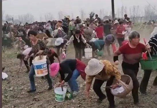 Trung Quốc: Chưa kịp thu hoạch nông sản, hàng trăm người đổ ra đồng "cướp bóc" gây thiệt hại hơn 670 triệu đồng, chủ hộ gào khóc trong bất lực - Ảnh 2. Trung Quốc: Chưa kịp thu hoạch nông sản, hàng trăm người đổ ra đồng "cướp bóc" gây thiệt hại hơn 670 triệu đồng, chủ hộ gào khóc trong bất lực - Ảnh 2.