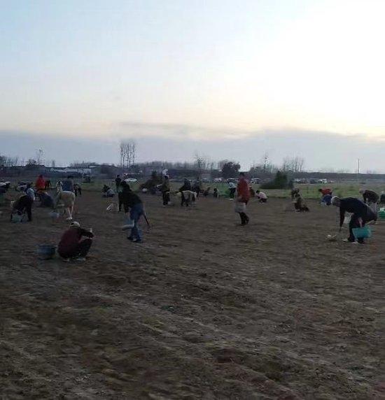 Trung Quốc: Chưa kịp thu hoạch nông sản, hàng trăm người đổ ra đồng "cướp bóc" gây thiệt hại hơn 670 triệu đồng, chủ hộ gào khóc trong bất lực - Ảnh 3. Trung Quốc: Chưa kịp thu hoạch nông sản, hàng trăm người đổ ra đồng "cướp bóc" gây thiệt hại hơn 670 triệu đồng, chủ hộ gào khóc trong bất lực - Ảnh 3.