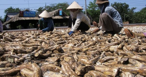'Cây tỷ đô' của Việt Nam bất ngờ được Nhật Bản mạnh tay thu mua hàng nghìn tấn, xuất khẩu tăng nóng hơn 500% trong 10 tháng đầu năm - Ảnh 1. 'Cây tỷ đô' của Việt Nam bất ngờ được Nhật Bản mạnh tay thu mua hàng nghìn tấn, xuất khẩu tăng nóng hơn 500% trong 10 tháng đầu năm - Ảnh 1.