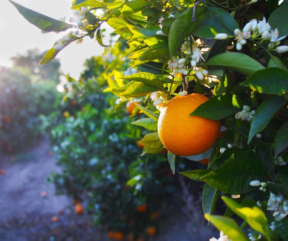 Xuất hiện loại quả 'ăn trứng, uống mật' đắt đỏ nhất Việt Nam, giá hơn 2 triệu đồng/kg có gì đặc biệt? - Ảnh 2.