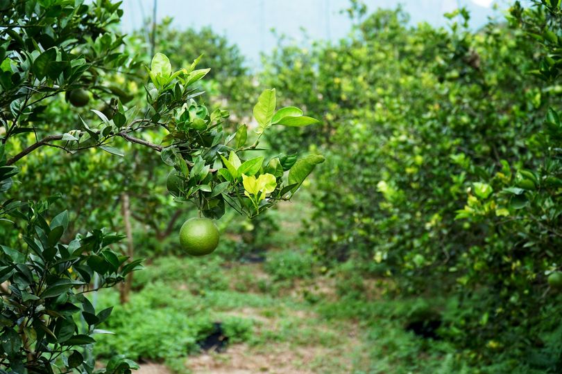 Xuất hiện loại quả 'ăn trứng, uống mật' đắt đỏ nhất Việt Nam, giá hơn 2 triệu đồng/kg có gì đặc biệt? - Ảnh 1.