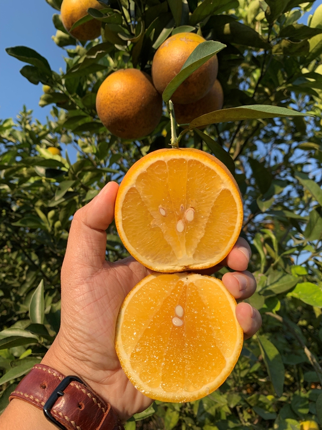 Xuất hiện loại quả 'ăn trứng, uống mật' đắt đỏ nhất Việt Nam, giá hơn 2 triệu đồng/kg có gì đặc biệt? - Ảnh 3.