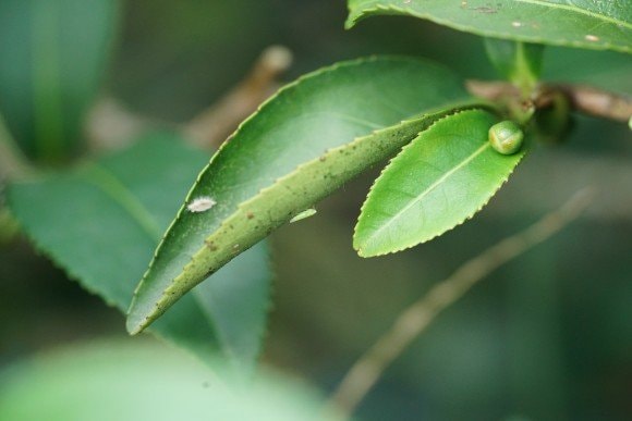 Độc lạ loại cây cứ bị bọ cắn là tăng giá gấp 13 lần, Việt Nam chỉ vài tỉnh trồng được - Ảnh 5. Độc lạ loại cây cứ bị bọ cắn là tăng giá gấp 13 lần, Việt Nam chỉ vài tỉnh trồng được - Ảnh 5.