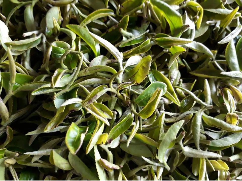 Độc lạ loại cây cứ bị bọ cắn là tăng giá gấp 13 lần, Việt Nam chỉ vài tỉnh trồng được - Ảnh 2. Độc lạ loại cây cứ bị bọ cắn là tăng giá gấp 13 lần, Việt Nam chỉ vài tỉnh trồng được - Ảnh 2.