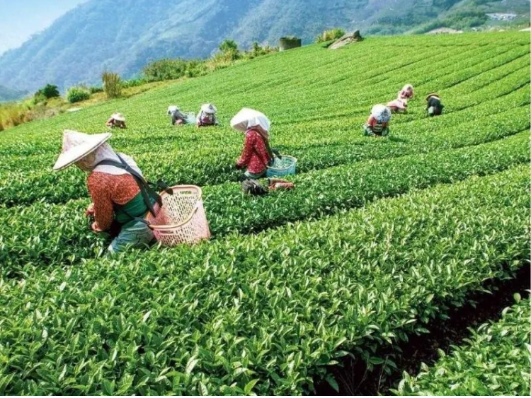 Độc lạ loại cây cứ bị bọ cắn là tăng giá gấp 13 lần, Việt Nam chỉ vài tỉnh trồng được - Ảnh 7. Độc lạ loại cây cứ bị bọ cắn là tăng giá gấp 13 lần, Việt Nam chỉ vài tỉnh trồng được - Ảnh 7.