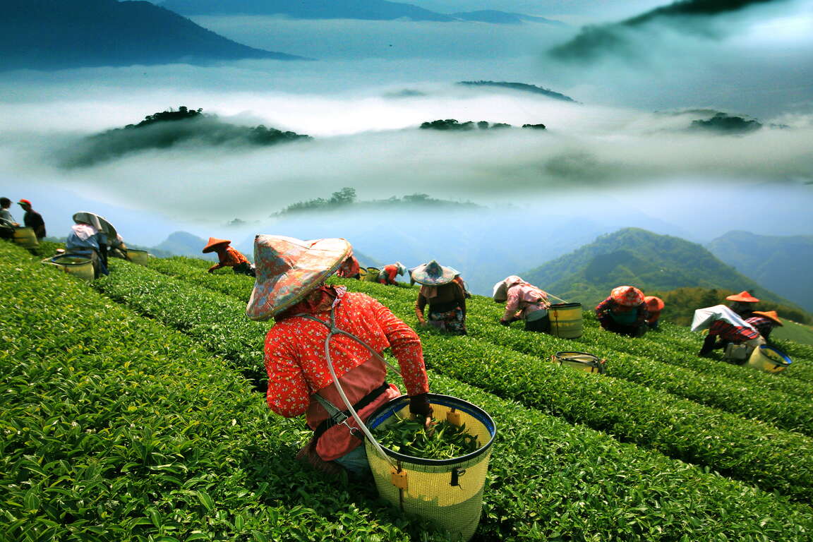 Độc lạ loại cây cứ bị bọ cắn là tăng giá gấp 13 lần, Việt Nam chỉ vài tỉnh trồng được - Ảnh 6. Độc lạ loại cây cứ bị bọ cắn là tăng giá gấp 13 lần, Việt Nam chỉ vài tỉnh trồng được - Ảnh 6.