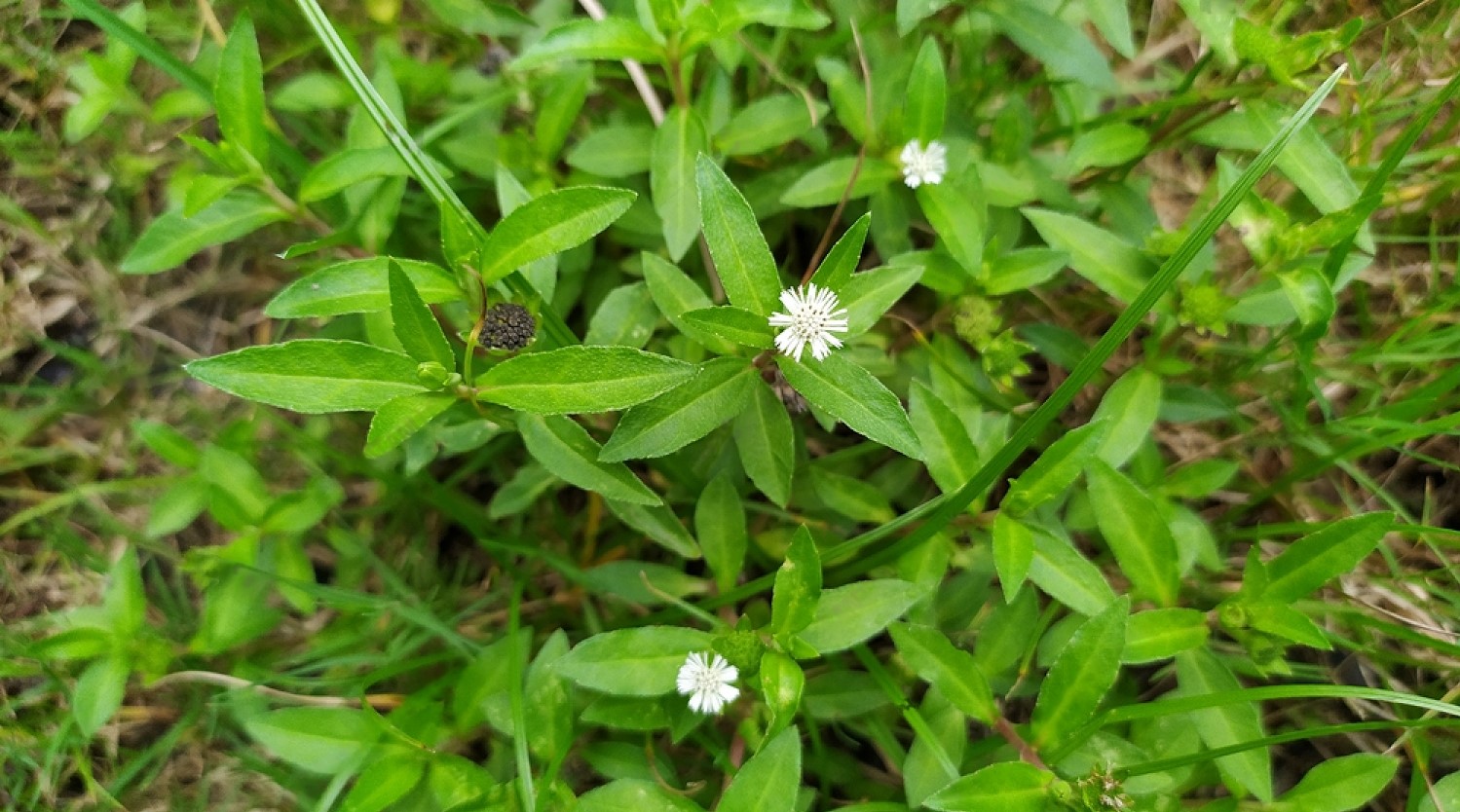 Một loại ‘cỏ bổ gan’ chuyên mọc hoang ở bờ bụi hóa ra có rất nhiều công dụng tốt cho sức khỏe - Ảnh 1. Một loại ‘cỏ bổ gan’ chuyên mọc hoang ở bờ bụi hóa ra có rất nhiều công dụng tốt cho sức khỏe - Ảnh 1.