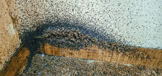 Hàn Quốc giữa "đại dịch rệp hút máu": Công ty diệt rệp 300 địa điểm/tháng, có nơi phát hiện hàng trăm con rệp sống- Ảnh 1. Hàn Quốc giữa "đại dịch rệp hút máu": Công ty diệt rệp 300 địa điểm/tháng, có nơi phát hiện hàng trăm con rệp sống- Ảnh 1.