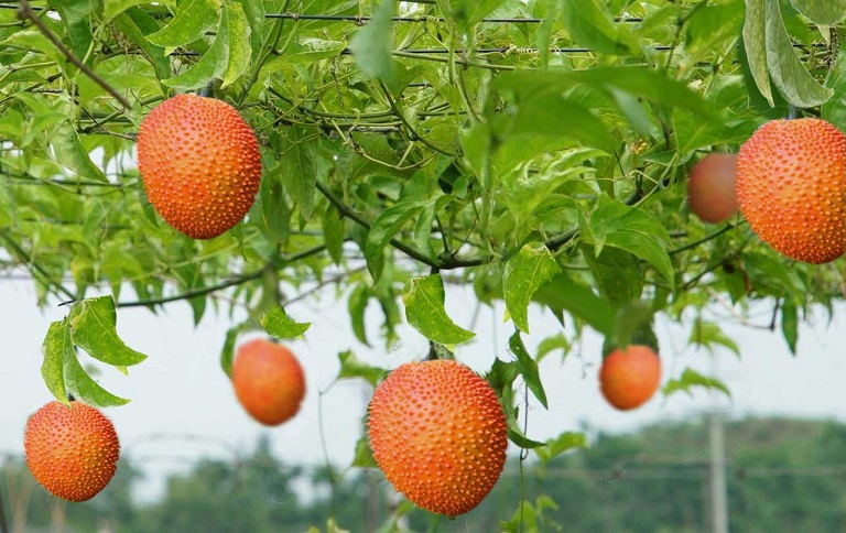Việt Nam sở hữu 'loại quả từ thiên đường' khiến Trung Quốc mê không lối thoát, từ Á đến Âu coi như báu vật, xuất khẩu hàng nghìn tấn mỗi năm - Ảnh 2.