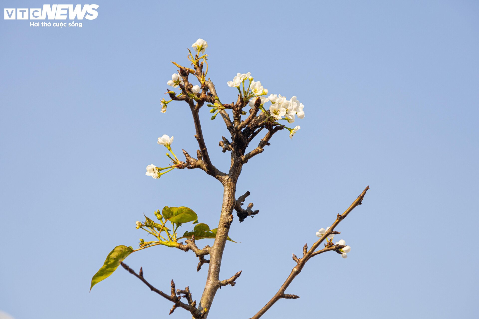 Đủ loại hoa Tết Tây Bắc đổ bộ, phố phường Hà Nội rực sắc xuân - Ảnh 8.