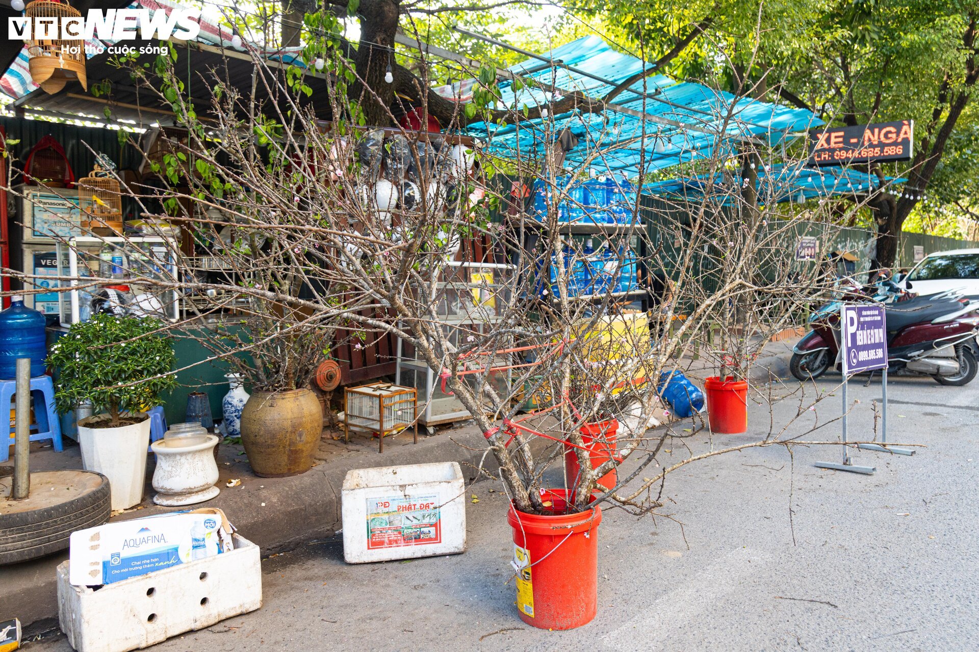 Đủ loại hoa Tết Tây Bắc đổ bộ, phố phường Hà Nội rực sắc xuân - Ảnh 11.