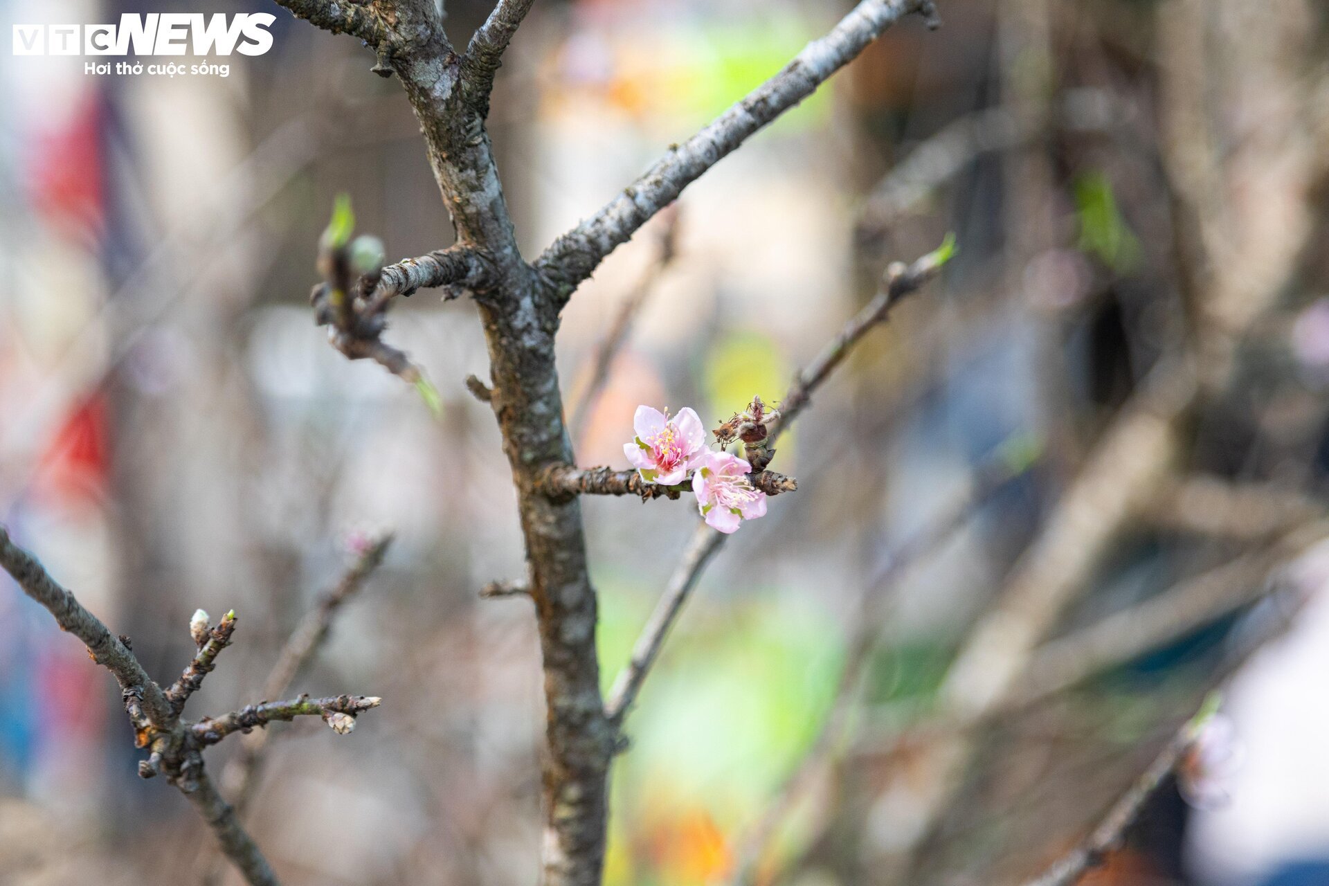 Đủ loại hoa Tết Tây Bắc đổ bộ, phố phường Hà Nội rực sắc xuân - Ảnh 12.