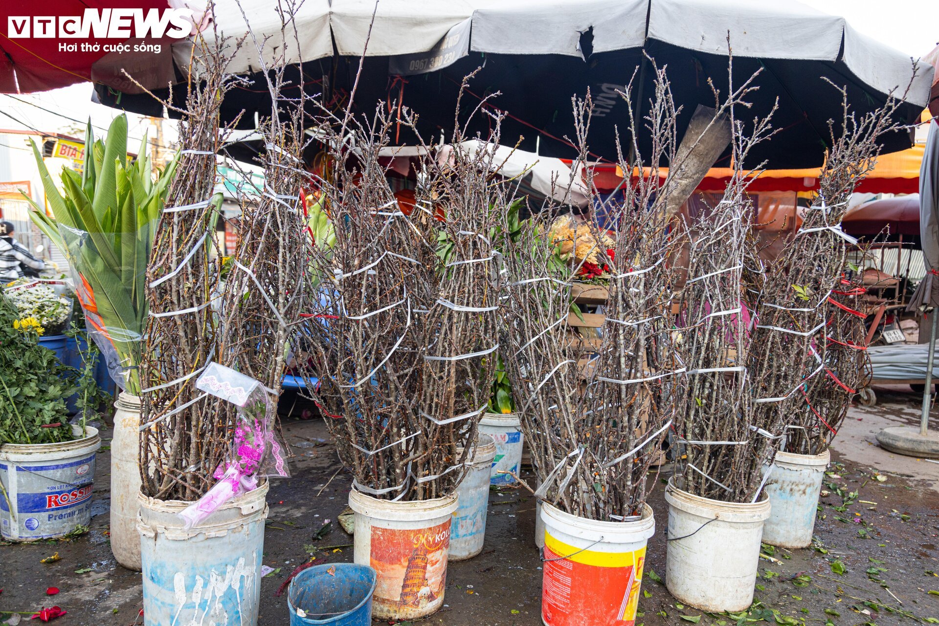 Đủ loại hoa Tết Tây Bắc đổ bộ, phố phường Hà Nội rực sắc xuân - Ảnh 5.