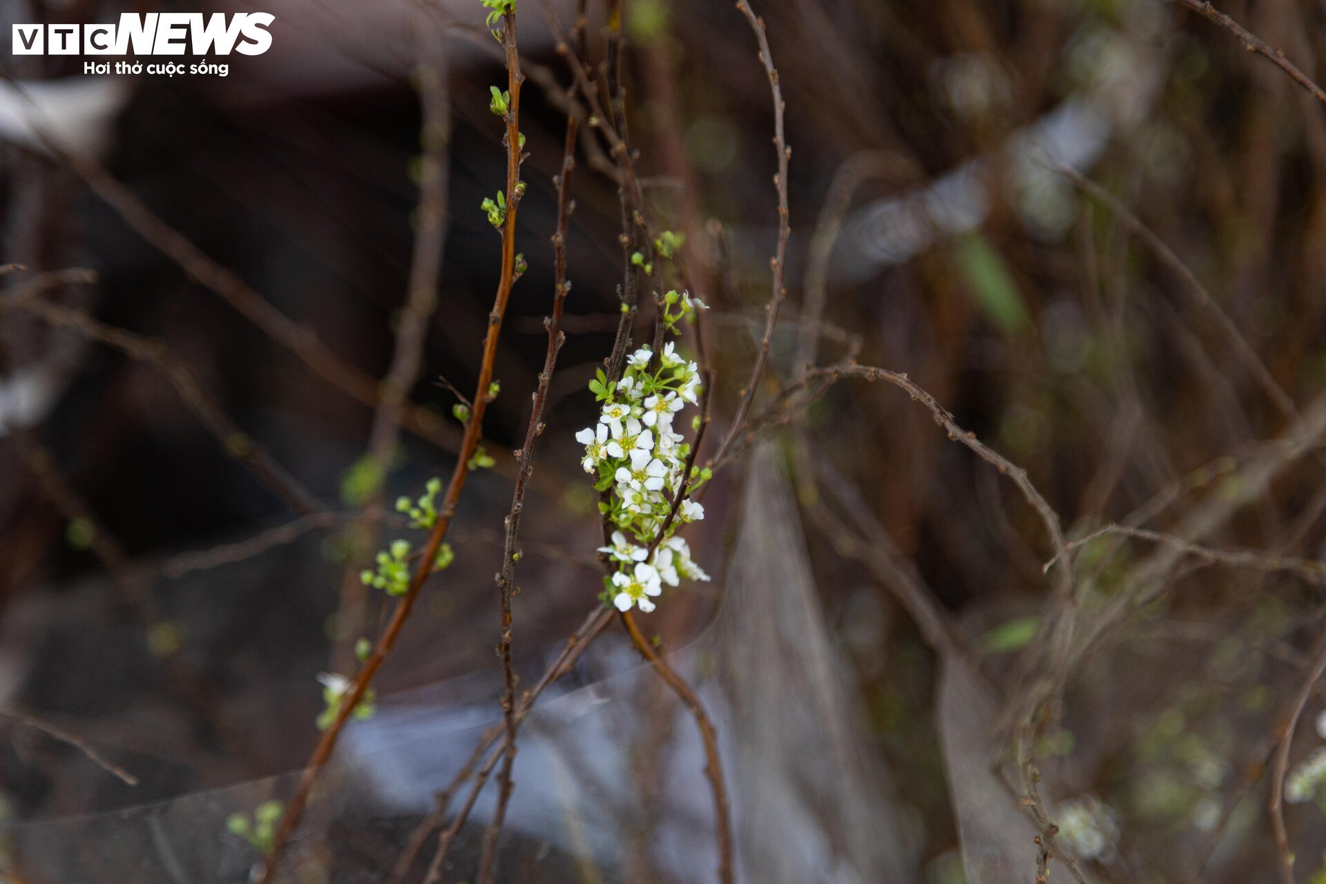 Đủ loại hoa Tết Tây Bắc đổ bộ, phố phường Hà Nội rực sắc xuân - Ảnh 6.