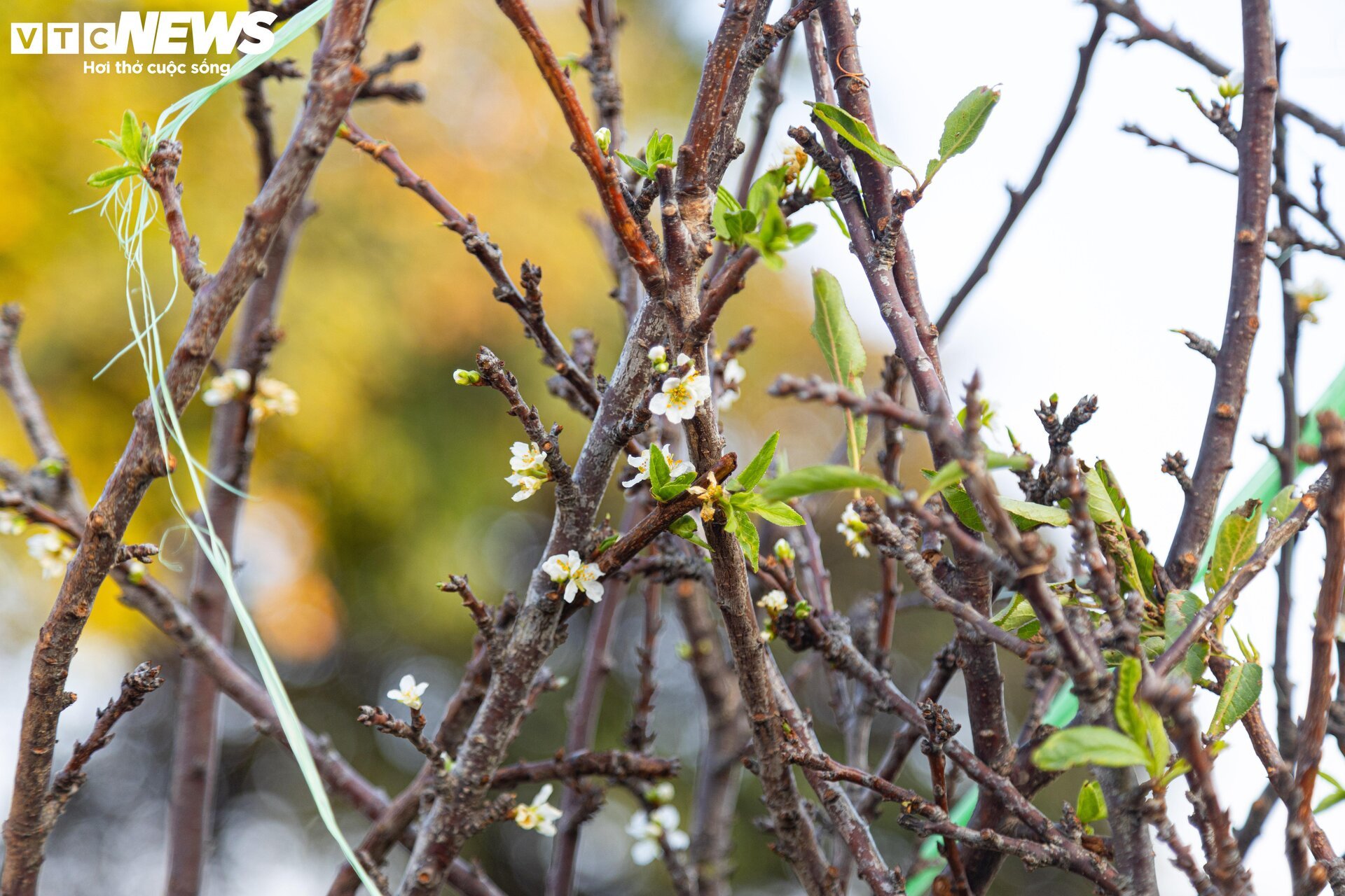 Đủ loại hoa Tết Tây Bắc đổ bộ, phố phường Hà Nội rực sắc xuân - Ảnh 4.