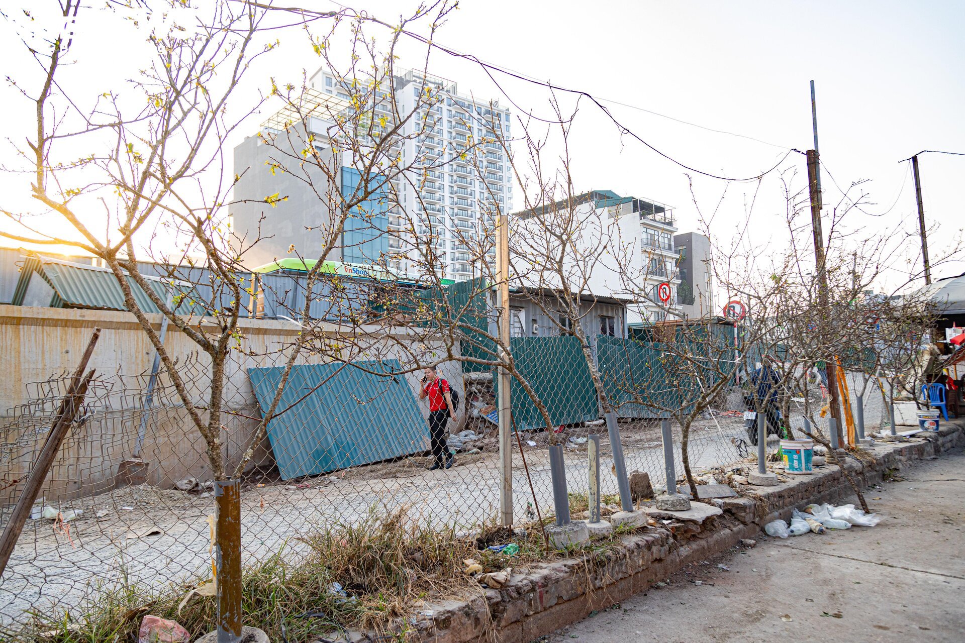 Đủ loại hoa Tết Tây Bắc đổ bộ, phố phường Hà Nội rực sắc xuân - Ảnh 2.