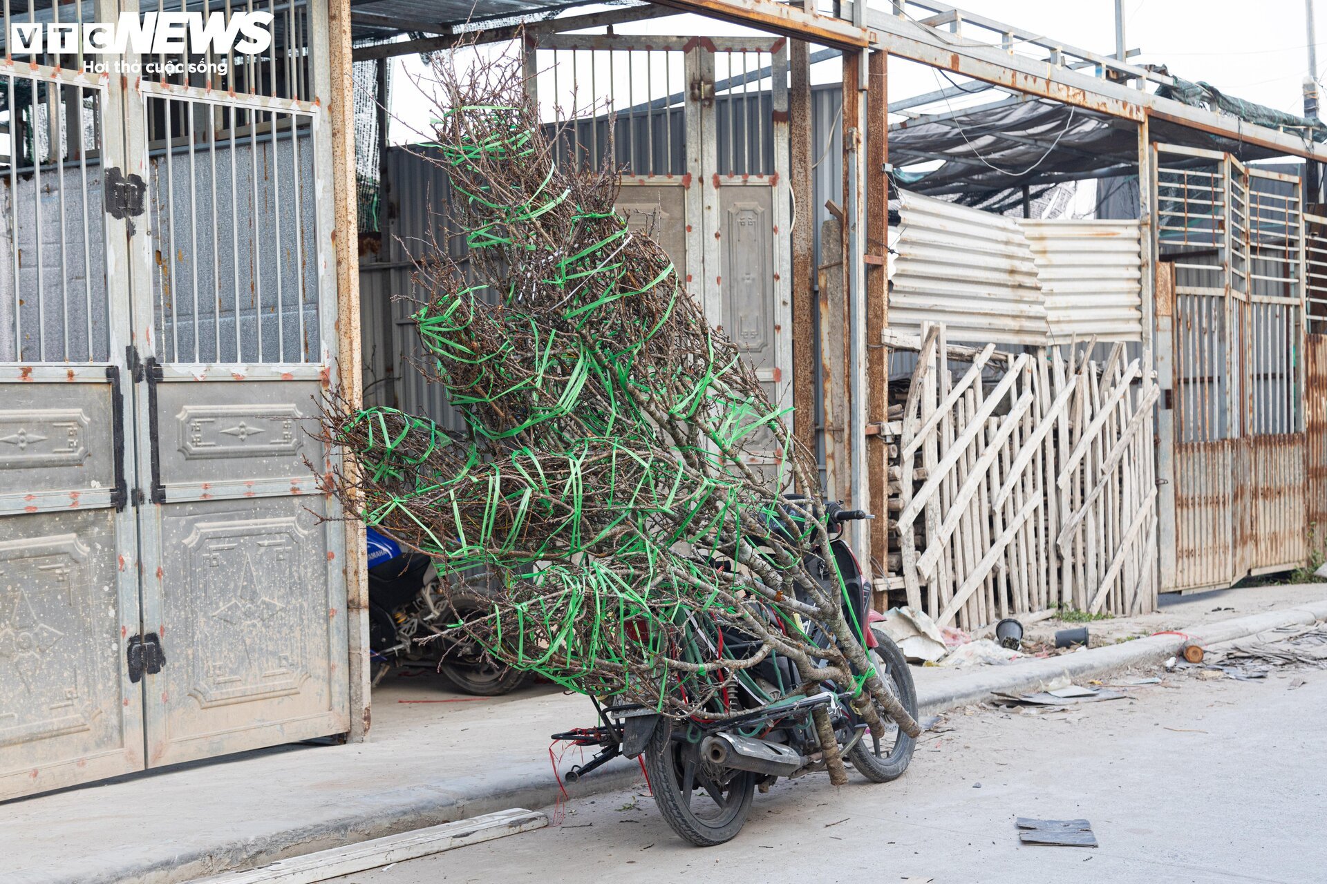 Đủ loại hoa Tết Tây Bắc đổ bộ, phố phường Hà Nội rực sắc xuân - Ảnh 13.