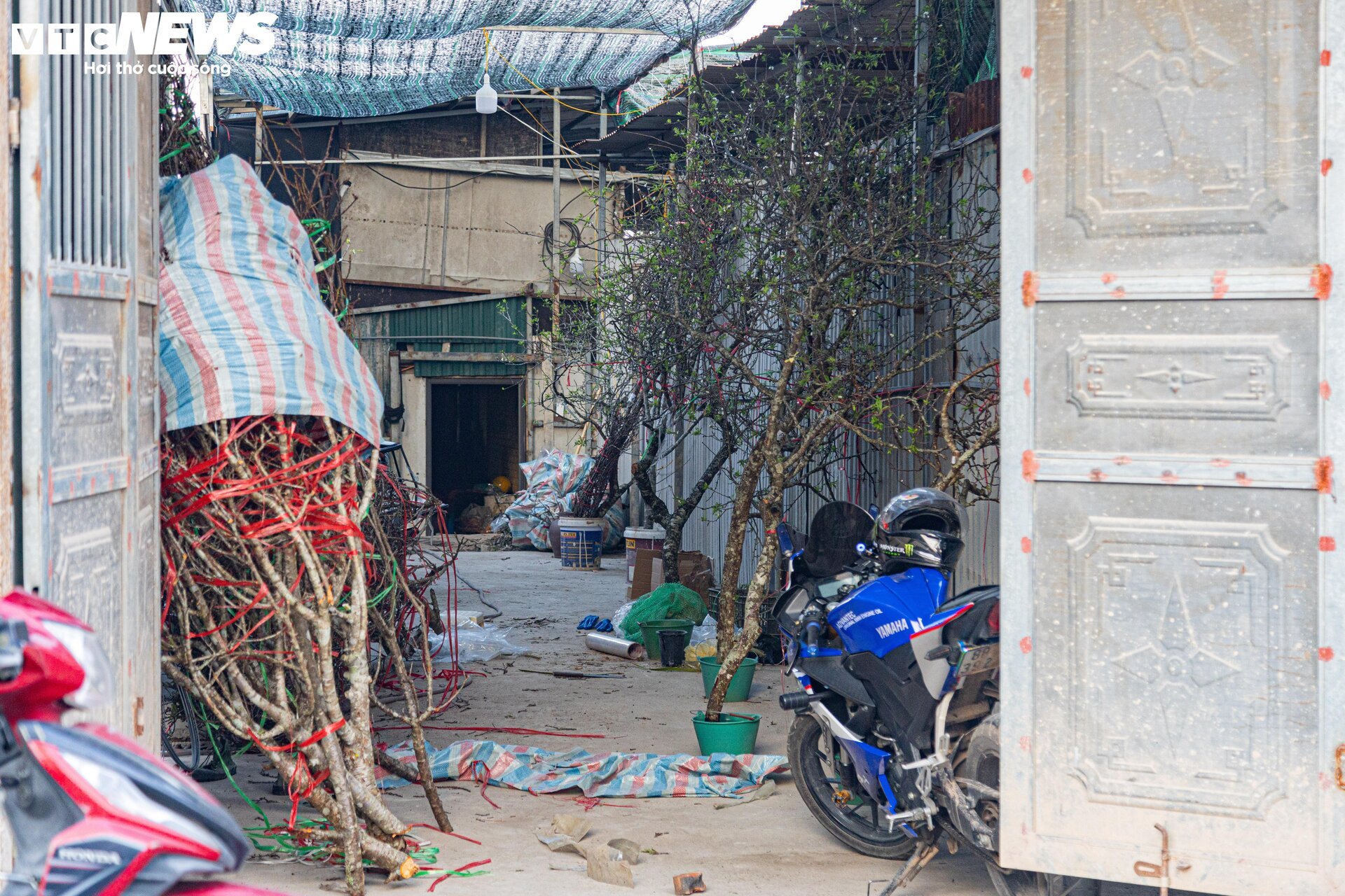 Đủ loại hoa Tết Tây Bắc đổ bộ, phố phường Hà Nội rực sắc xuân - Ảnh 14.