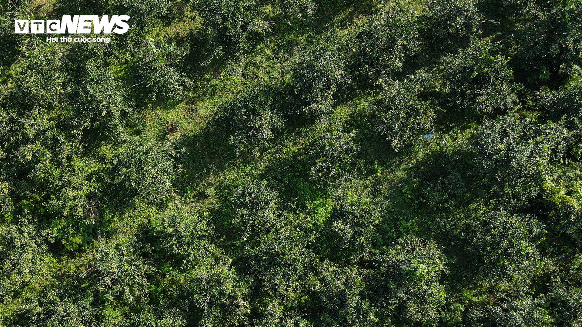 Thủ phủ cam Hà Tĩnh vào mùa, bán giá cao vẫn ‘cháy’ hàng - Ảnh 11.