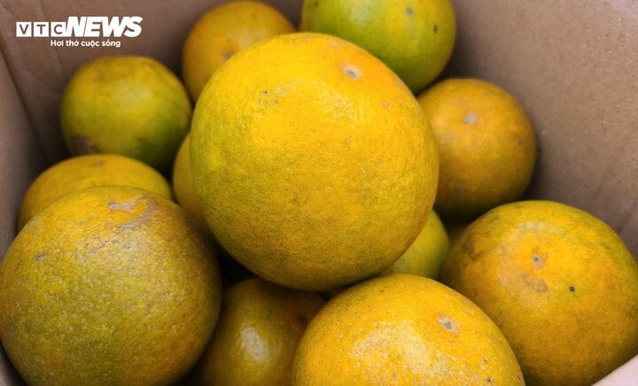 Thủ phủ cam Hà Tĩnh vào mùa, bán giá cao vẫn ‘cháy’ hàng - Ảnh 7.