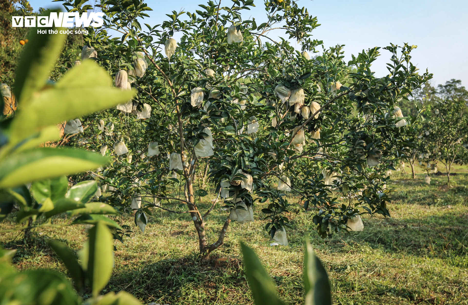 Thủ phủ cam Hà Tĩnh vào mùa, bán giá cao vẫn ‘cháy’ hàng - Ảnh 10.