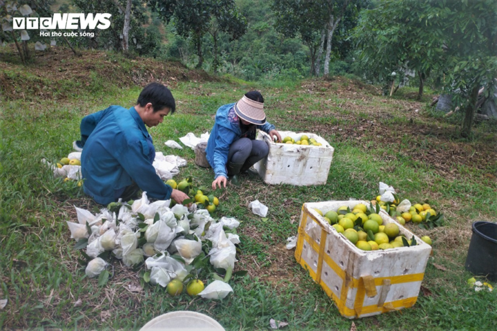 Thủ phủ cam Hà Tĩnh vào mùa, bán giá cao vẫn ‘cháy’ hàng - Ảnh 14.