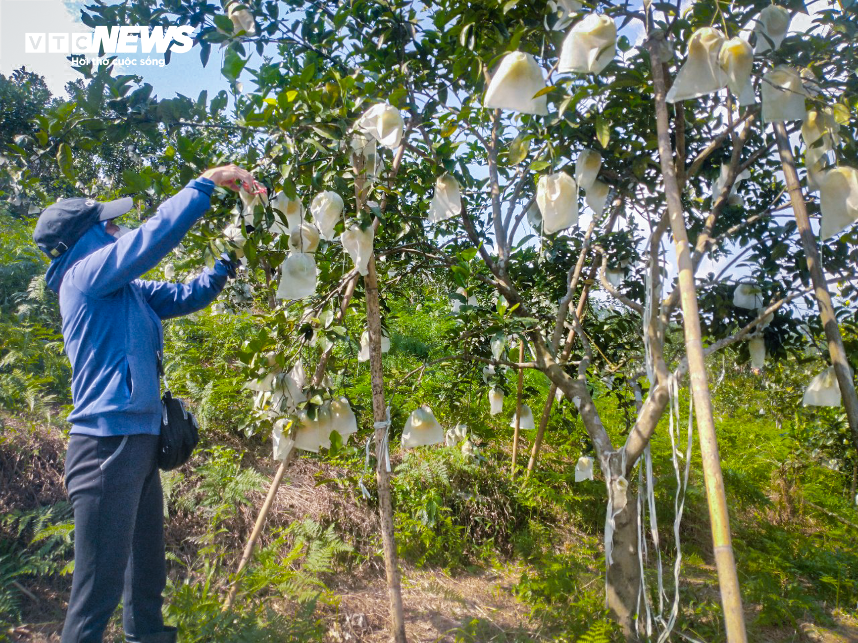 Thủ phủ cam Hà Tĩnh vào mùa, bán giá cao vẫn ‘cháy’ hàng - Ảnh 4.