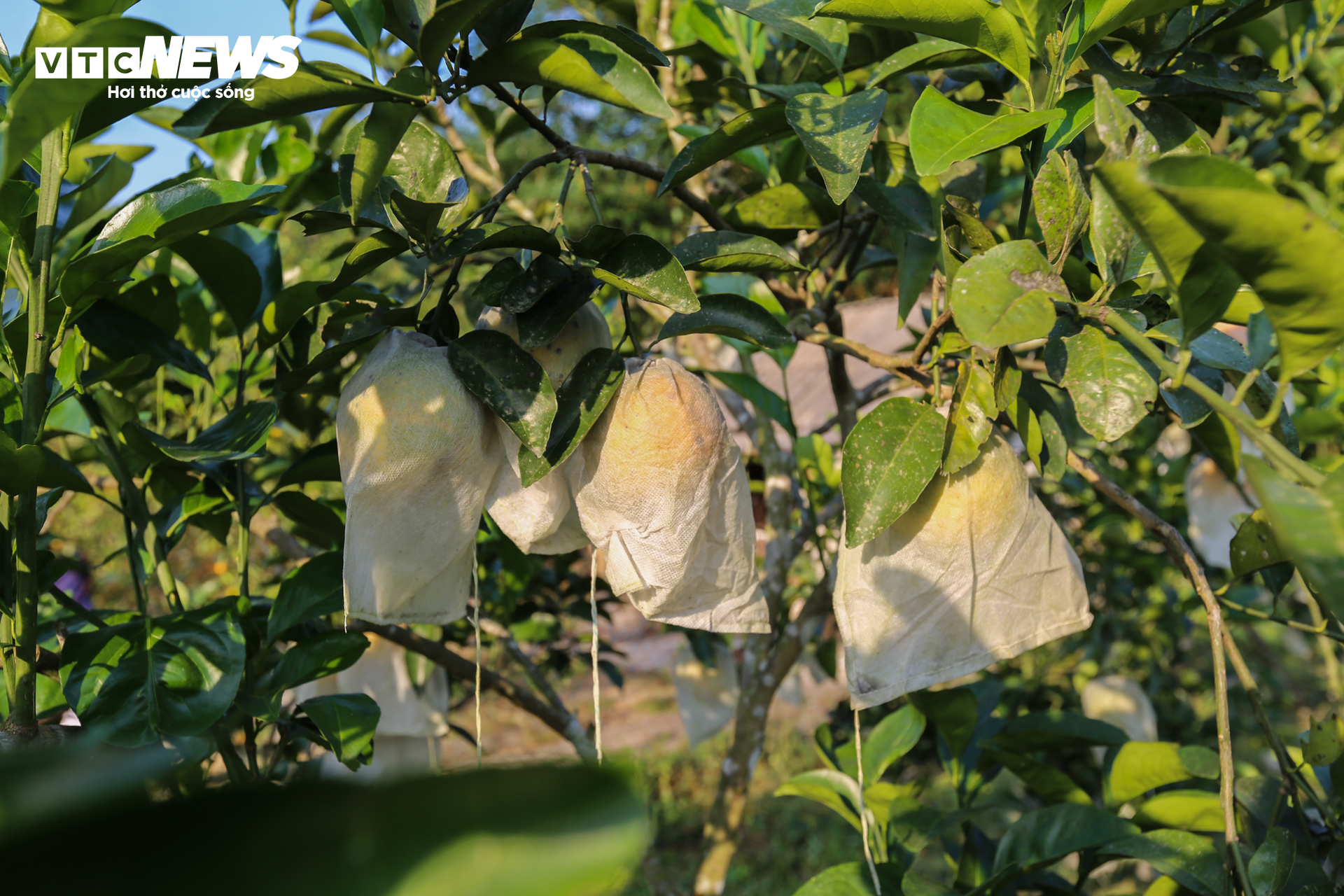 Thủ phủ cam Hà Tĩnh vào mùa, bán giá cao vẫn ‘cháy’ hàng - Ảnh 6.